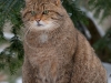 Wildkatze im Winter, Foto: S. Rösner