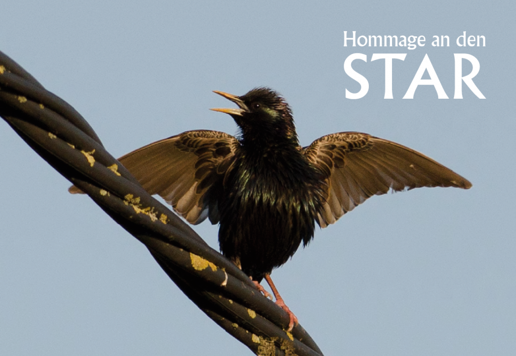 Hommage an den Star