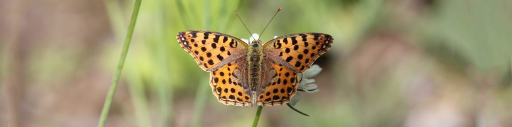 Issoria lathonis