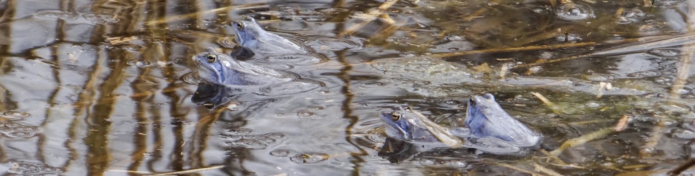 Artenschutzmaßnahmen für Amphibien im südlichen Rheinland- Pfalz unter der Leitart „Moorfrosch“