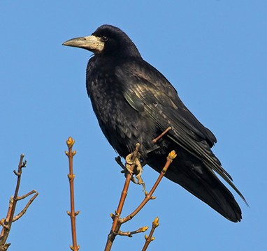 Saatkrähe